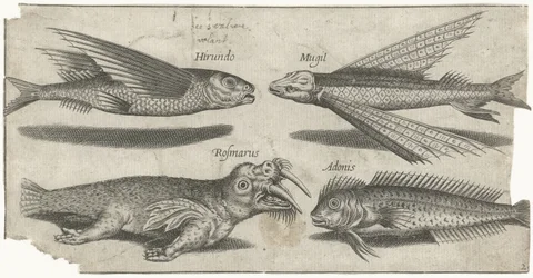 Pesce volante, pesce lupo, pesce limaccia e un tricheco