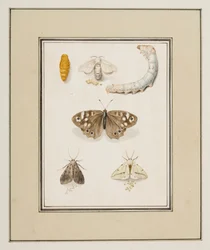 Farfalle, falene e bruchi, c.1755-65
