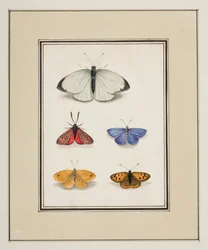 Farfalle, c.1755-65