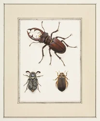 Cervo volante, scarabeo e coleotteri Geelgerande, c.1755-65
