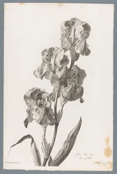 Iris pallida
