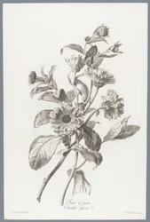 Calendula