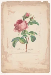 Rosa centifolia