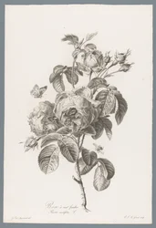 Rosa centifolia