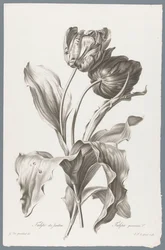 Tulipano