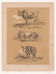 Tre studi di buoi e carro di buoi