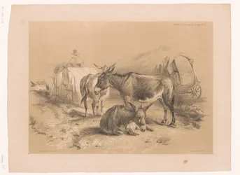 Studio di tre asini