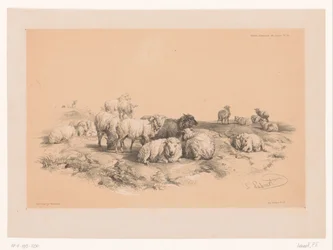 Studio di un gregge di pecore (Dierstudies van Cooper)