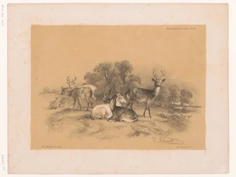Studio di un branco di cervi nobili (Dierstudies van Cooper)