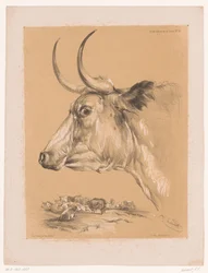 Studio di un bovino