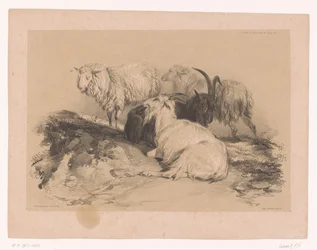 Studio di pecore e capre
