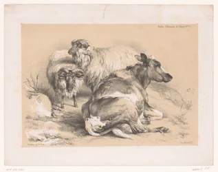 Studio di due pecore e una mucca