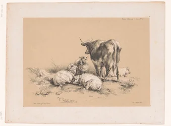 Studi di quattro pecore e una mucca