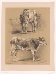 Due studi di un bovino
