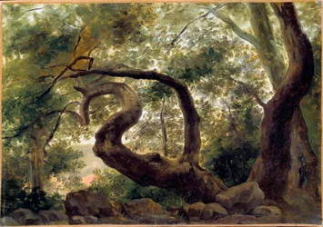 Sotto il bosco, alberi con rami contorti. Dipinto di Pierre H. de Valenciennes (1750-1850) XIX secolo