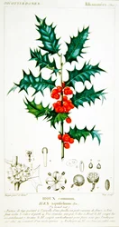 Agrifoglio (Ilex aquifolium) tavola botanica, c.1820