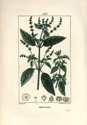 Mercuriale annuale, Mercurialis annua