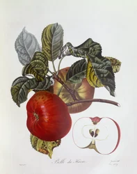 Mela "Belle du Havre", Henry Louis Duhamel du Monceau, tavola botanica di Pierre Jean Francois Turpin