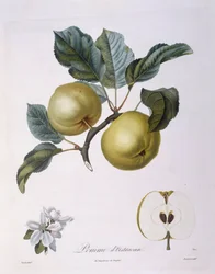 Mela "Pomme d