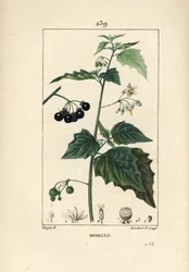 Erba morella, uccisore di cani o uva di lupo - Erba morella, Solanum nigrum. Incisione calcografica a puntinato colorata a mano di Lambert Junior da un disegno di Pierre Jean-François Turpin, da „La Flore Médicale“ di Chaumeton, Poiret e Chamberet, Parigi