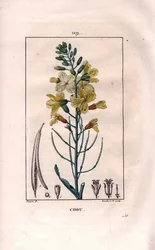 Botanica: fiore di cavolo