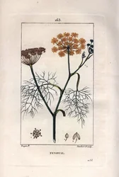 Botanica: Finocchio, Foeniculum vulgare