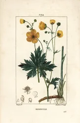 Ranuncolo - Ranunculus acris, con fiore, foglia, stelo e radice