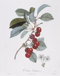 Ciliegio (Prunus avium), Henry Louis Duhamel du Monceau, tavola botanica di Pierre Jean Francois Turpin