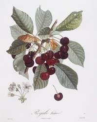 Ciliegio (Prunus avium), Henry Louis Duhamel du Monceau, tavola botanica di Pierre Jean Francois Turpin