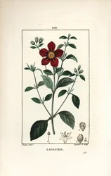 Cisto di Creta - Cisto gommoso, Cistus creticus. Incisione a puntasecca colorata a mano di Lambert Junior da un disegno di Pierre Jean-Francois Turpin da 