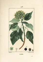 Edera rampicante, Hedera helix