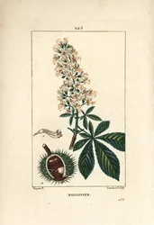 Ippocastano
