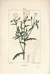 Senecio comune - Senecio vulgaris, con fiore, foglia, seme, stelo e contorno della foglia