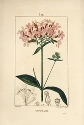 Saponaria comune, Saponaria officinalis, con fiore, foglia, stelo e seme