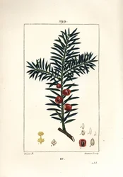 Tasso comune, Taxus baccata