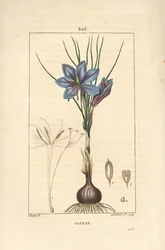 Crocus sativus, mostrando fiore, foglia, stelo, bulbo e stigma. Incisione a puntasecca colorata a mano di Lambert Junior da un disegno di Pierre Jean-Francois Turpin