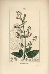 Scrofularia acquatica