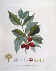 Corniolo europeo (Cornus mas), tavola botanica di Pierre Jean Francois Turpin