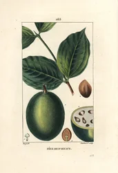 Fava di sant