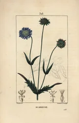 Knautia dei campi o scabiosa dei campi - Scabiosa dei campi, Knautia arvensis, con fiore, foglia, stelo, seme e contorno della foglia
