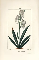 Iris fiorentino - Iris fiorentino, Iris florentina, fiore e foglia. Incisione a puntasecca colorata a mano di Dubois da un disegno di Pierre Jean-Francois Turpin da 
