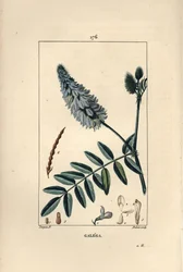Galega