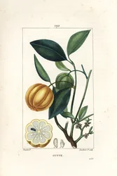 Garcinia gummi gutta o Tamarindo del Malabar, Gambooge, Brindall Bay - Albero di gomma gutta, Cambogia gutta, con frutto, foglia, fiore e sezione del frutto