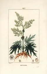 Rabarbaro da giardino - Rabarbaro, Rheum rhabarbarum (Rheum palmatum), con fiore, stelo, foglia, seme e radice