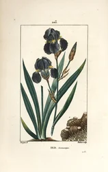 Iris germanica