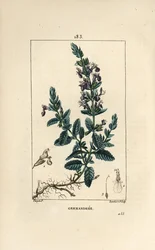 Germandrea quercina