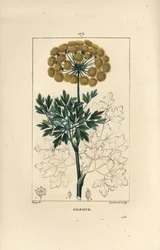 Ferula gommosa o galbano - Galbanum, Ferula gummosa, con fiori, foglie e semi