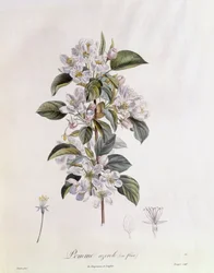 Fiore di biancospino (Crataegus azarolus), tavola botanica di Pierre Jean Francois Turpin