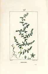Erniaria glabra - Erba della rottura