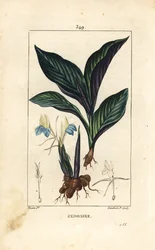 Crocus himalayano - Zedoaria, Koempferia rotunda, con fiore, foglia, stelo e rizoma. Incisione a puntasecca colorata a mano di Lambert Junior da un disegno di Pierre Jean-Francois Turpin